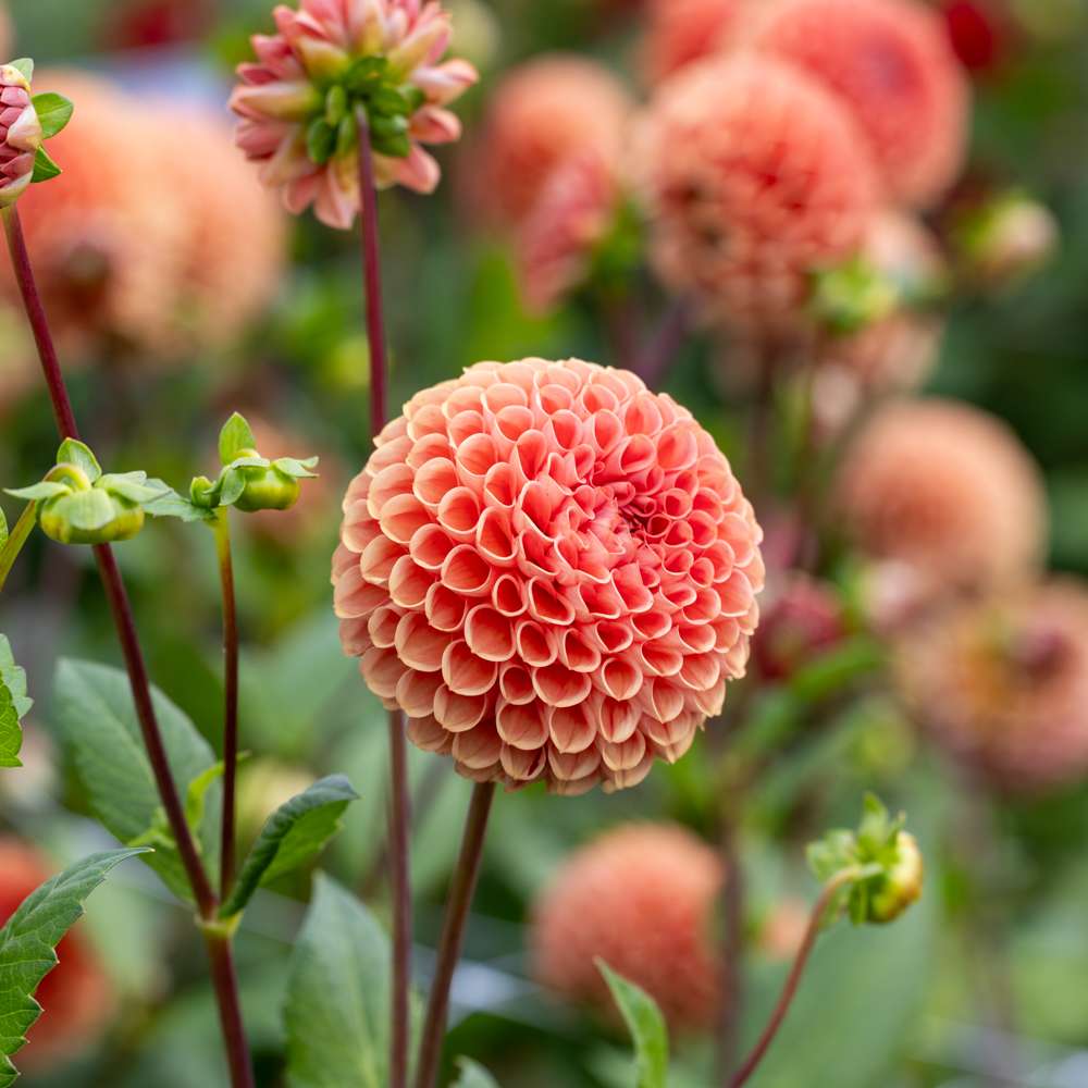 Dahlia 'Cornel Brons'